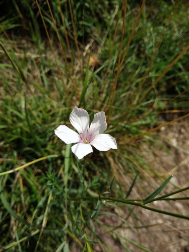 ľan tenkolistý (Linum tenuifolium)