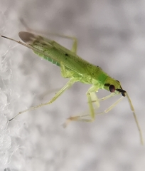 Macrolophus pygmaeus