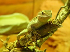 Ctenophorus vadnappa