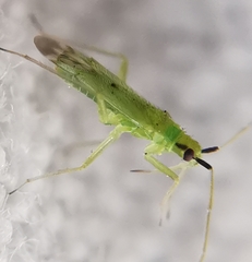 Macrolophus pygmaeus