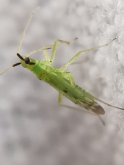 Macrolophus pygmaeus