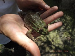 Lithobates montezumae