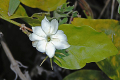 Jasminum sambac