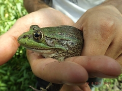 Lithobates montezumae