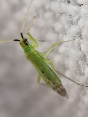 Macrolophus pygmaeus