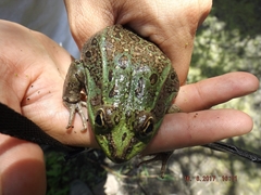 Lithobates montezumae