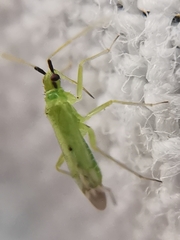 Macrolophus pygmaeus