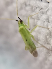 Macrolophus pygmaeus