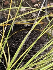 Tropidosaura gularis