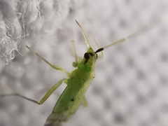 Macrolophus pygmaeus