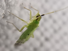 Macrolophus pygmaeus