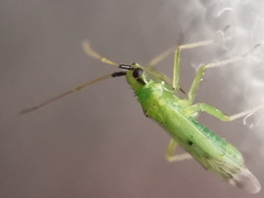 Macrolophus pygmaeus