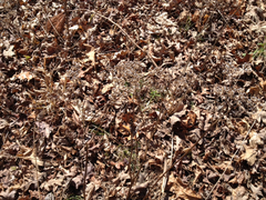 Parthenium integrifolium
