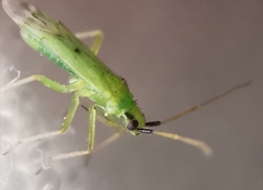 Macrolophus pygmaeus