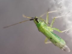 Macrolophus pygmaeus