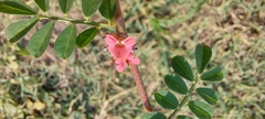Indigofera linnaei