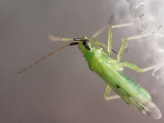 Macrolophus pygmaeus