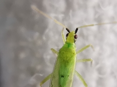 Macrolophus pygmaeus