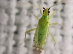 Macrolophus pygmaeus