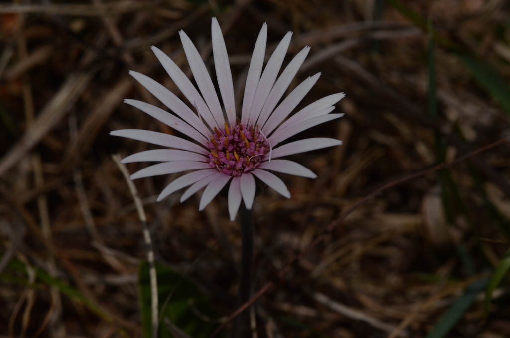 Gerberas (género Gerbera) · iNaturalist Ecuador