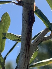 Tetragnatha versicolor