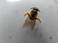 Apoidea