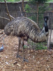 Dromaius novaehollandiae