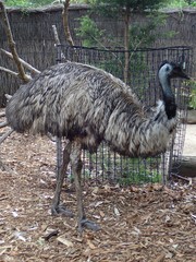 Dromaius novaehollandiae