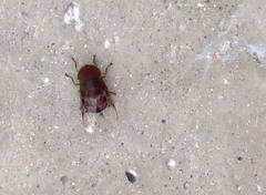 Copestylum macrocephalum