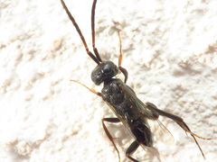 Zeuxevania splendidula