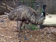 Dromaius novaehollandiae