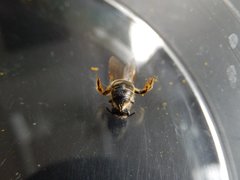 Apoidea
