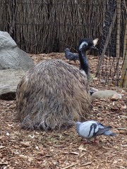 Dromaius novaehollandiae