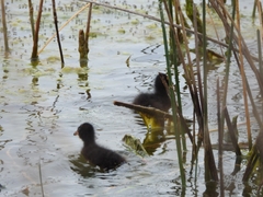 Fulica rufifrons