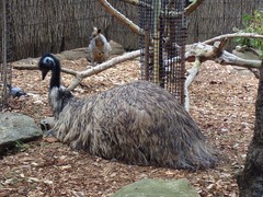 Dromaius novaehollandiae