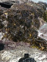 Lessonia