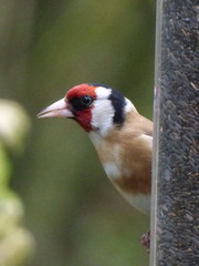 Carduelis carduelis