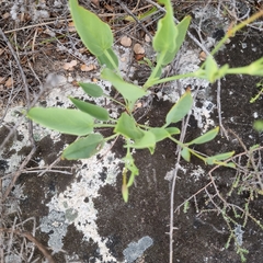 Pelargonium lanceolatum