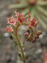 Drosera adelae