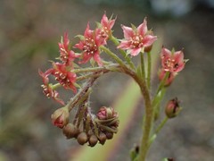 Drosera adelae