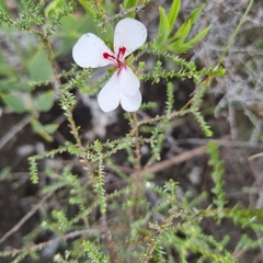 Pelargonium lanceolatum