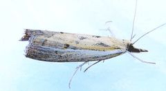 Fissicrambus quadrinotellus