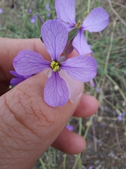 Moricandia arvensis