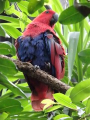 Eclectus roratus