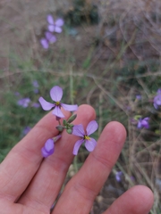 Moricandia arvensis