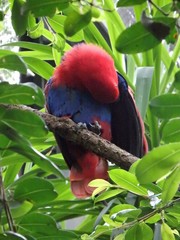 Eclectus roratus