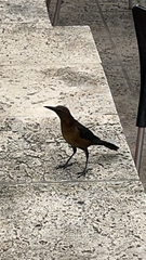 Quiscalus major