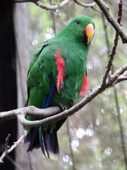 Eclectus roratus