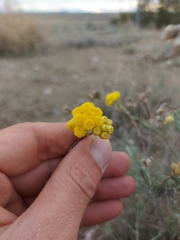 Helichrysum stoechas