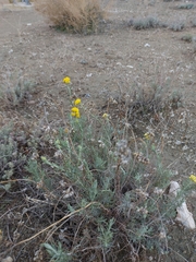 Helichrysum stoechas